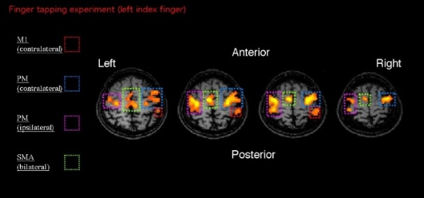 tapping brain images