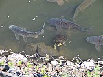 IMG_7398.JPG