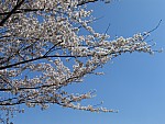IMG_7420.JPG